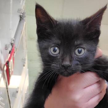 Domestic Short Hair Cats Available for Adoption - Gracie | PetCurious