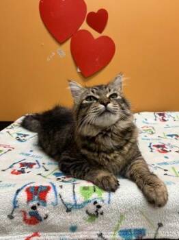 Bobby the Bobcat -  Domestic Medium Hair Cat for Adoption in Bellingham, Washington - Bobby The Bobcat | PetCurious