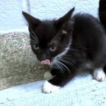 Cynder -  Domestic Short Hair Cat for Adoption - Cynder | PetCurious
