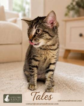 Tales -  Domestic Short Hair Cat for Adoption in Chicago, Illinois - Tales | PetCurious