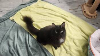 Domestic Long Hair Cats Available for Adoption in Roanoke, Alabama - Midnight | PetCurious