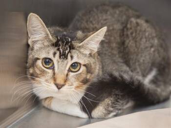 GOLDIE -  Domestic Short Hair Cat for Adoption in Phoenix, Arizona - GOLDIE | PetCurious