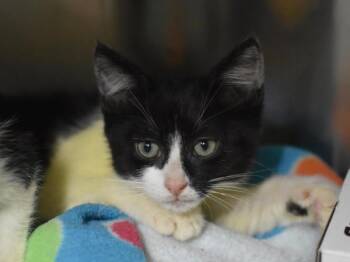 Vivian -  Domestic Short Hair Cat for Adoption in Portland, Oregon - Vivian | PetCurious