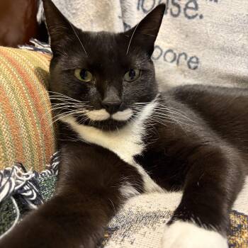 Siouxsie -  Domestic Short Hair Cat for Adoption in Levittown, New York - Siouxsie | PetCurious