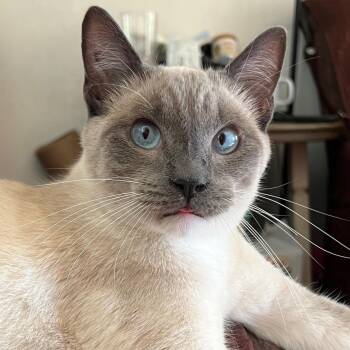 Domestic Short Hair and Siamese Cats Available for Adoption - Socks  | PetCurious