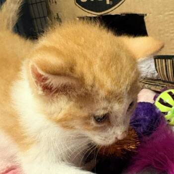 Concha -  Domestic Short Hair Cat for Adoption in Clarksville, Arkansas - Concha | PetCurious