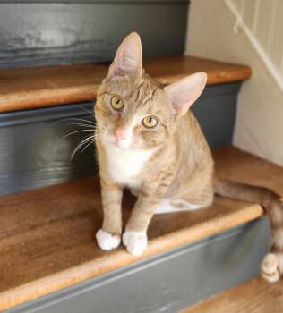 Xena -  Domestic Short Hair Cat for Adoption in Anacortes, Washington - Xena | PetCurious
