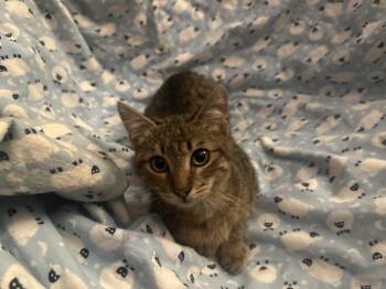 Domestic Short Hair Cats Available for Adoption - Lelouch | PetCurious