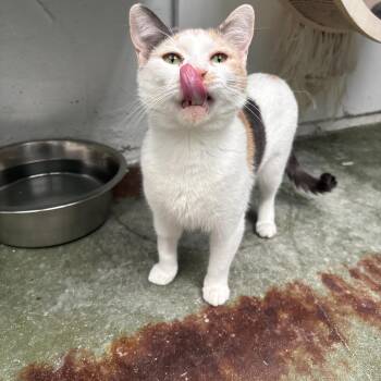 Domestic Short Hair Cats Available for Adoption in Los Angeles, California - Hilda | PetCurious