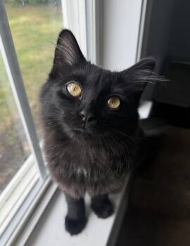 Squishy -  Domestic Medium Hair Cat for Adoption in Murfreesboro, Tennessee - Squishy | PetCurious
