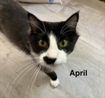 April -  Domestic Medium Hair Cat for Adoption in Zimmerman, Minnesota - April | PetCurious