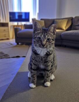 Rescue Domestic Short Hair Cats for Adoption in Boca Raton, Florida - Janne | PetCurious