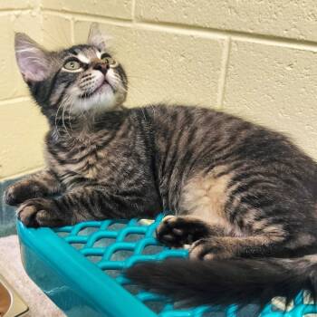 Rambutan -  Domestic Short Hair Cat for Adoption - Rambutan | PetCurious