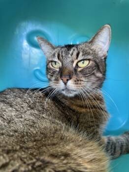 Rescue Domestic Short Hair Cats for Adoption in Honolulu, Hawaii - Foxy | PetCurious