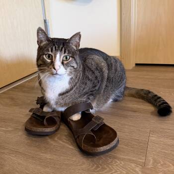 Squish -  Domestic Short Hair Cat for Adoption in Oregon, Wisconsin - Squish | PetCurious
