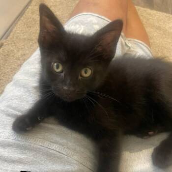 Ben -  Domestic Short Hair Cat for Adoption in Carmel, Indiana - Ben | PetCurious