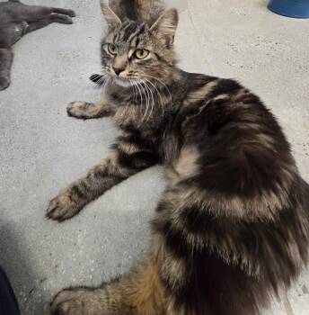 Tabby Cats Available for Adoption in New Rochelle, New York - Marilu | PetCurious