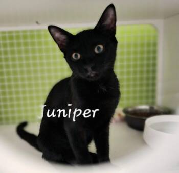 Juniper #Wasabi-bro -  Bombay and American Shorthair Cat for Adoption in Houston, Texas - Juniper #Wasabi-bro | PetCurious