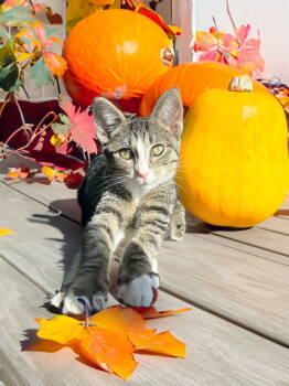 Rescue Domestic Short Hair Cats for Adoption in Chandler, Arizona - Josephine | PetCurious