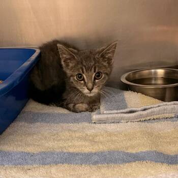 Hopscotch -  Domestic Short Hair Cat for Adoption in Bristol, Indiana - Hopscotch | PetCurious