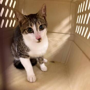 Tigger -  Domestic Short Hair Cat for Adoption in Lake Panasoffkee, Florida - Tigger | PetCurious