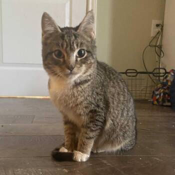 Domestic Short Hair Cats Available for Adoption in Waco, Texas - Mike | PetCurious
