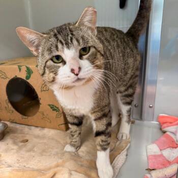 Domestic Short Hair Cats Available for Adoption in Saint Charles, Missouri - Teddy | PetCurious