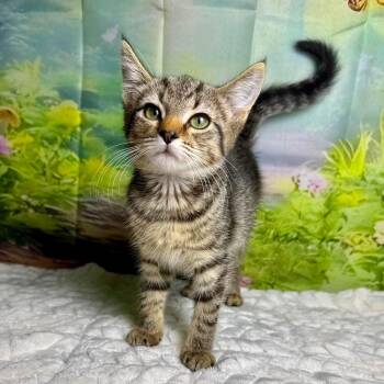 Kit Kat -  Tabby and Domestic Short Hair Cat for Adoption in Greensburg, Pennsylvania - Kit Kat | PetCurious