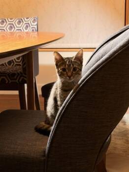 Spice -  Domestic Short Hair Cat for Adoption in Wheaton, Illinois - Spice | PetCurious
