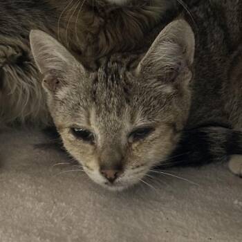 Katara -  Domestic Short Hair Cat for Adoption in Chilliwack, British Columbia - Katara | PetCurious