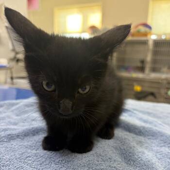 Blackberry -  Domestic Short Hair Cat for Adoption in Spokane, Washington - Blackberry | PetCurious