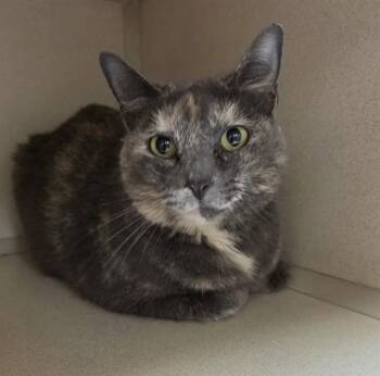 SUKI -  Domestic Short Hair Cat for Adoption in Cookeville, Tennessee - SUKI | PetCurious