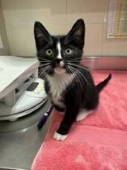 Nettle -  Domestic Short Hair Cat for Adoption in Manitowoc, Wisconsin - Nettle | PetCurious