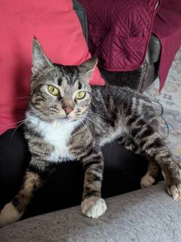 MARBEL -  Tabby and Domestic Short Hair Cat for Adoption in New York, New York - MARBEL | PetCurious
