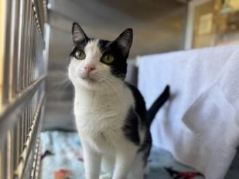 Domestic Short Hair Cats Available for Adoption in Kansas City, Missouri - Purjury | PetCurious
