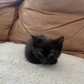Lotus -  Domestic Short Hair Cat for Adoption in Pasadena, California - Lotus | PetCurious