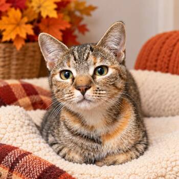Latte -  Domestic Short Hair Cat for Adoption in Hopkinton, Massachusetts - Latte | PetCurious