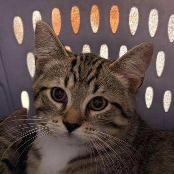 Felix -  Domestic Short Hair Cat for Adoption in Walker, Michigan - Felix | PetCurious