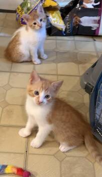 Timmy & Tommy -  American Shorthair Cat for Adoption in Medford, Massachusetts - Timmy & Tommy | PetCurious