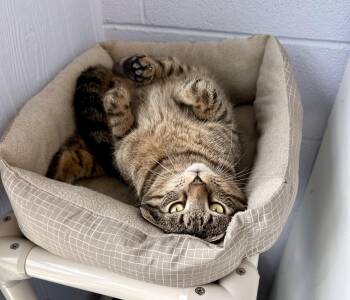 Domestic Short Hair Cats Available for Adoption in Prince Frederick, Maryland - Loki | PetCurious