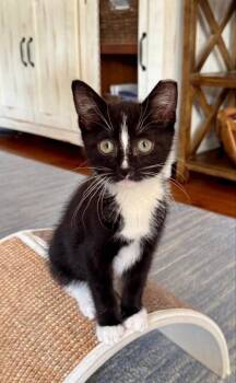 Elvis -  Tuxedo Cat for Adoption in Knoxville, Tennessee - Elvis | PetCurious