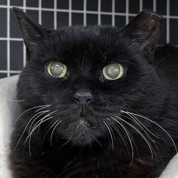 Stormy -  Domestic Short Hair Cat for Adoption in Crystal Lake, Illinois - Stormy | PetCurious