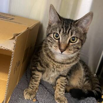 Domestic Short Hair Cats Available for Adoption - BILLY | PetCurious