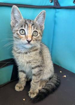 Rescue Domestic Short Hair Cats for Adoption in Edmond, Oklahoma - Plum | PetCurious