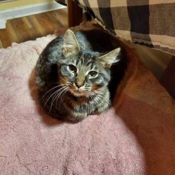 Rescue Domestic Medium Hair Cats for Adoption in Hartsville, South Carolina - Otter | PetCurious