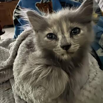 Furggy -  Dilute Calico Cat Available for Adoption in Palmetto Bay, Florida - Furggy | PetCurious