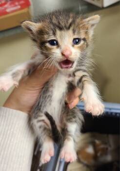 Rescue Domestic Short Hair Cats for Adoption in Ellijay, Georgia - Luke | PetCurious