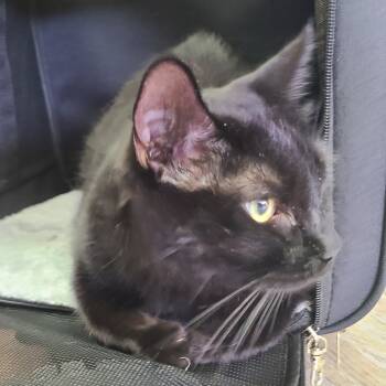 Rescue Domestic Short Hair Cats for Adoption in Las Vegas, Nevada - Ozzy | PetCurious