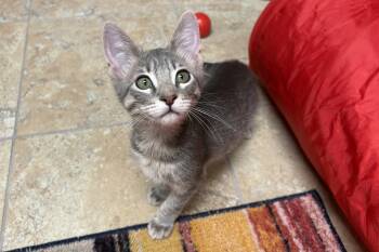 Willy -  Domestic Short Hair Cat for Adoption in Fountain Hills, Arizona - Willy | PetCurious
