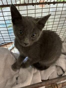 LOKI -  Domestic Short Hair Cat for Adoption in San Jose, California - LOKI | PetCurious
